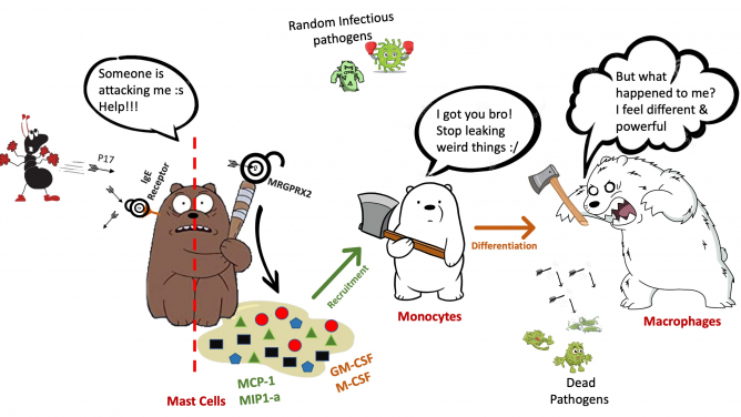漫畫描繪了參與MRGPRX2介導的單核細胞募集和轉化的反應過程。P17使肥大細胞中的MRGPRX2活化，而不是IgE受體的活化，令細胞激素（MCP-1、MIP1-α、GM-CSF和M-CSF）釋放，從而使單核細胞募集和分化。