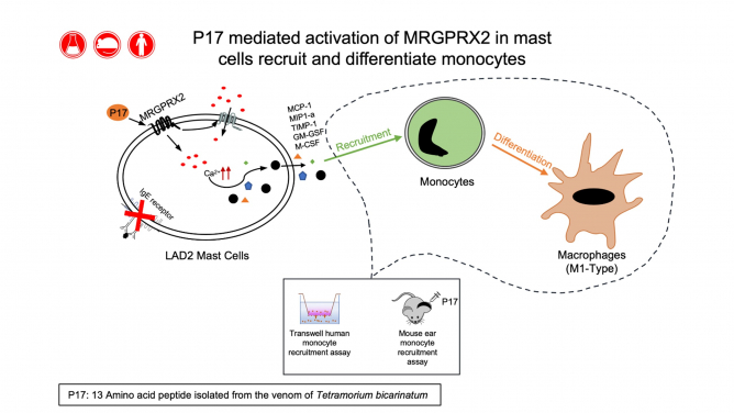 描述了參與MRGPRX2介導的單核細胞募集和轉化的反應過程。