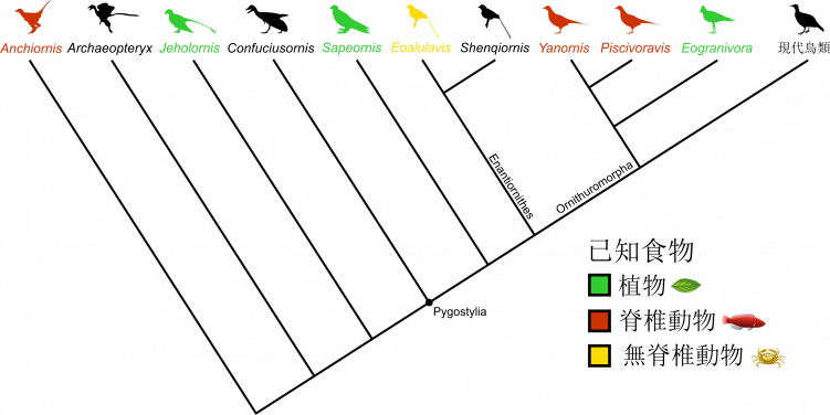 圖1.　鳥類的簡化家譜。 七種胃中保存有食物化石的古鳥，均標有顏色。其他150多種中生代鳥類的化石沒有保存任何食物。圖片提供：Case Vincent Miller 和 Michael Pittman；剪影提供：phylopic.org。