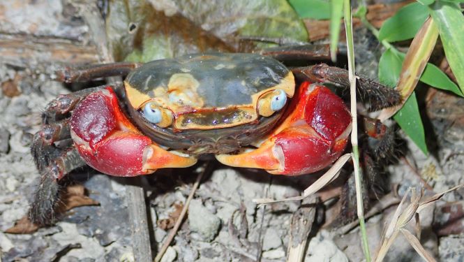大型的螃蟹，如紅螯螳臂蟹 (Chiromantes haematocheir)，不停地翻攪泥土，幫助提供紅樹養分及氧氣。（圖片提供：Stefano Cannicci）