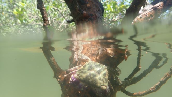許多螃蟹，如寬額大額蟹 (Metopograpsus frontalis)，需在紅樹林中找食物及棲地。（圖片提供：Stefano Cannicci）
 
