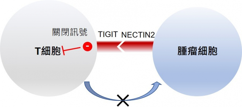 研究團隊發現，腫瘤細胞表面的 NECTIN2 與 T細胞受體之一 的TIGIT 結合，是肝癌中重要的免疫檢查點，能誘導免疫系統發放關閉訊號，以抑制 T 細胞對腫瘤細胞的攻擊。這意味著若能抑制TIGIT-NECTIN2免疫檢查點軸，便能恢復免疫系統對腫瘤細胞的攻擊，有望為肝癌病人提供更有效的精準治療。
 