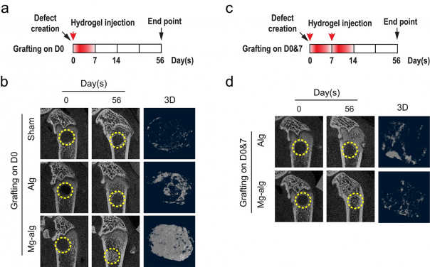 The effect of different Mg2+ delivery strategy on the bone regeneration of rat femoral defect. a) Mg2+-crosslinked alginate hydrogel was injected into the femoral defect in rats right after the injury, hence the release of Mg2+ was limited to the first week after the injury; b) micro-CT images and reconstructed 3D images of the defects in rat femora without grafting, grafted with pure alginate or Mg2+ releasing alginate on day 56; c) Mg2+-crosslinked alginate was injected into the femur defect in rats immediately and on the seventh day after the injury to allow sustained delivery of Mg2+ in the first two weeks of injury; d) the corresponding micro-CT and reconstructed 3D images of the defects in rat femur on day 56 when the grafting was repeated.