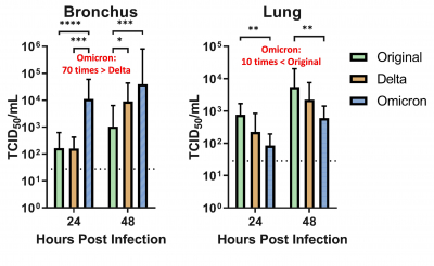 HKUMed finds Omicron SARS-CoV-2 can infect faster and better than Delta in human bronchus but with less severe infection in lung - Press Releases - Media - HKU