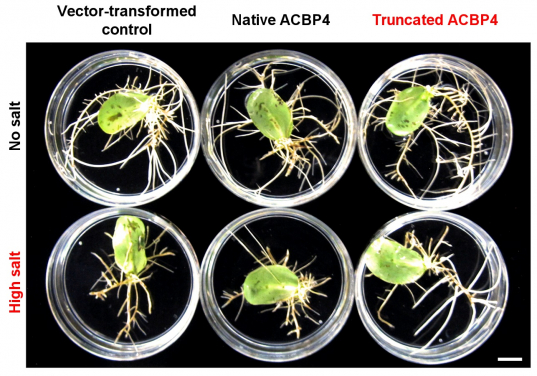 Figure 1. Overexpression of truncated ACBP4 variant promotes salt tolerance in soybean hairy roots. Soybean hairy roots overexpressing the native (bottom middle) and truncated (bottom right) forms of ACBP4 were more salt-sensitive and salt-tolerant than the vector-transformed control (bottom left), respectively. Under normal conditions, the hairy roots of all genotypes grew similarly (top panels). Scale bar = 1 cm.