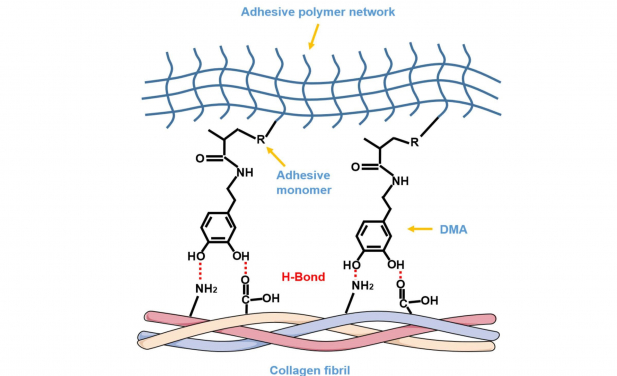 The possible rationale of DMA as a functional monomer in dentin bonding. DMA could be deemed as a “bridge” connecting the upper adhesive network via carbon-carbon double bond polymerization and lower dentin collagen fibrils via hydrogen bond, unifying them as one whole structure