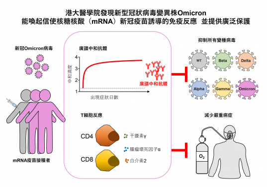 港大醫學院發現新型冠狀病毒變異株Omicron 能喚起信使核糖核酸（mRNA）新冠疫苗誘導的免疫反應  提供廣泛保護