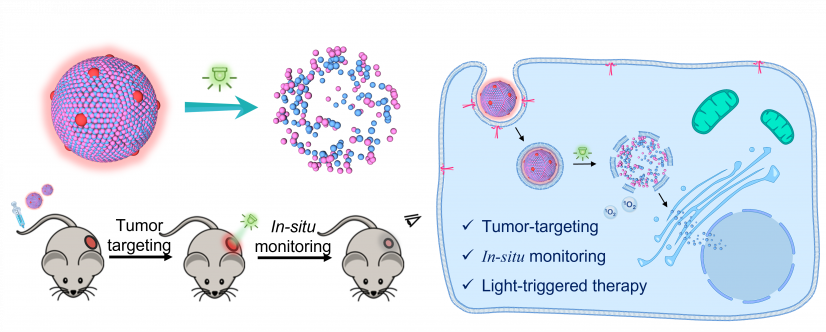 The research team developed a simple photo-responsive prodrug-dye nanomedicine. The nanomedicine achieved tumour targeting, in-situ fluorescence monitoring, and light-triggered drug release for the treatment of colorectal cancer.
 