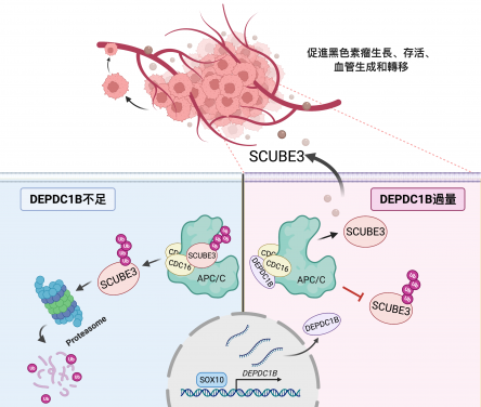SOX10-DEPDC1B-SCUBE3調控通路促進黑色素瘤的血管生成和轉移
 
