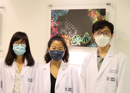 香港大學李嘉誠醫學院（港大醫學院）研究團隊發現了更有效的 CRISPR-Cas9 變體，可應用於基因治療。研究將人工智能中的「機器學習」應用於大型蛋白質篩選，從有限的蛋白變體實驗數據，拓展出更龐大的虛擬數據作分析，令變體數據可大增至原有的20倍，大大加快篩選的速度。研究團隊成員包括（右起）：港大醫學院生物醫學學院系助理教授黃兆麟博士、助理研究員Dawn Thean Gek-lian小姐及博士後研究員褚愷宜博士。
 