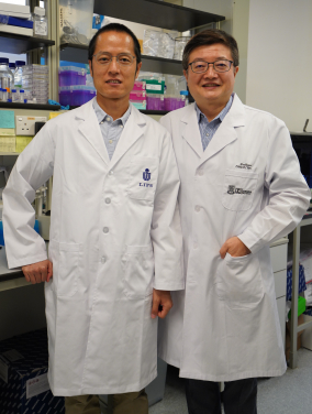 A joint research team from the LKS Faculty of Medicine, The University of Hong Kong (HKUMed) and The Hong Kong University of Science and Technology (HKUST) have demonstrated that ZCB11, a broadly neutralising antibody derived from a local mRNA-vaccinee against the spreading Omicron variants of SARS-CoV-2, displays potent antiviral activities against all variants of concern (VOCs), including the dominantly spreading Omicron BA.1, BA1.1 and BA.2. The research team members include (from right): Professor Chen Zhiwei, Director of AIDS Institute of the University of Hong Kong and Professor of the Department of Microbiology, School of Clinical Medicine, HKUMed, and Professor Dang Shangyu, Assistant Professor of Division of Life Science, the Hong Kong University of Science and Technology.
 