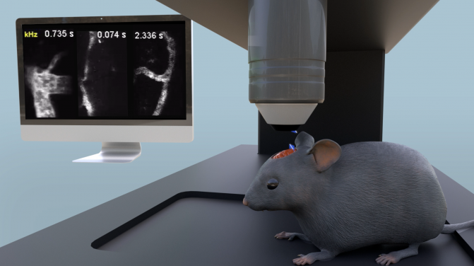 受試中的小鼠：利用FACED顯微鏡對清醒小鼠進行腦血流成像的示意圖
 