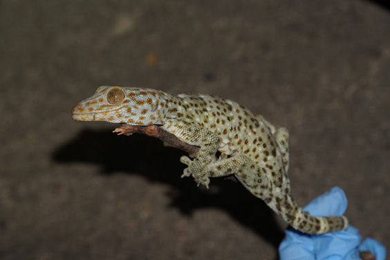 Tokay gecko (Gekko gecko reevesii) holding on a stick in the field. (Credits to Tsz Ching KONG)