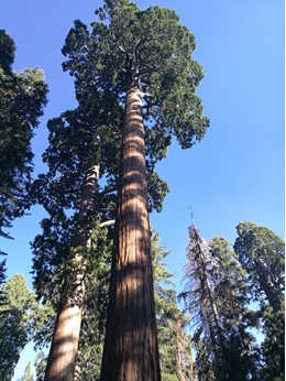 老樹例如美國加州紅杉（Sequoia sempervirens） 在全球碳封存中發揮重要作用。（照片由李金豹博士提供）
