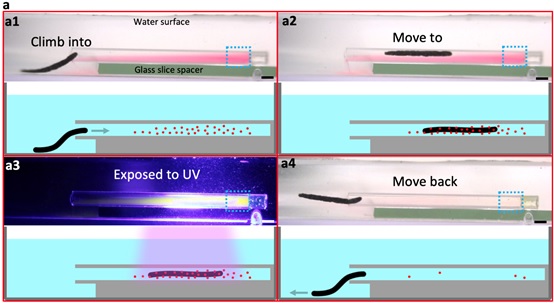 Target photodegradation of dyes in narrow glass capillary. (Reprinted with permission from Zhu, Shipei et al. (2022). ”Aquabots" ACS nano, vol. 16, no. 9, 2022, pp.13761-70. Copyright American Chemical Society (2022))