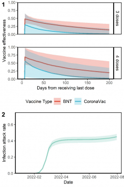 隨時間估計的疫苗有效性 (Vaccine effectiveness, ‘VE’) 和感染攻擊率 (Infection attack rate, ‘IAR’)。(1) 接種第三及第四劑 (doses) 復必泰 (BNT) 或科興 (CoronaVac) 後 7 到 200 天的 VE。(2) IAR 隨著時間的增長。(1 和 2) 線條對應中位數，陰影條則對應基於數學模型的 95% 可信區間。
 
