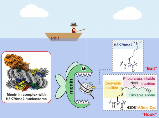 Figure 2. The research team chemically synthesises an intact nucleosome with an upgraded tri-functional “hook” and H3K79me2 as the “bait”. Using this new technology, the team successfully identified a protein called menin as the “reader” of H3K79me2. (Image credit: Xiang David Li Group – The Laboratory of Chemical Epigenetics)

 