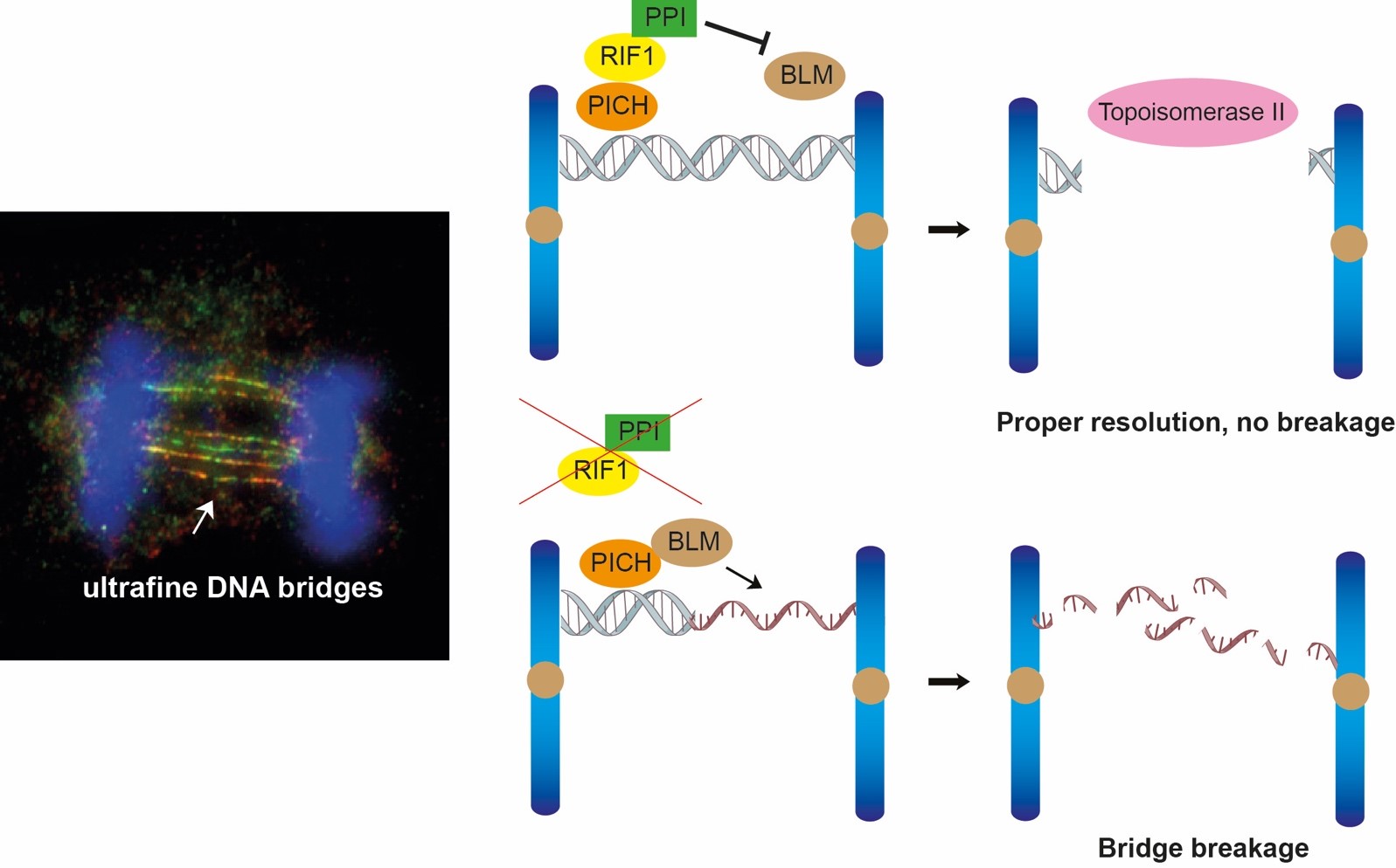 Targeting DNA bridges HKU Biologists Uncover key to preserve genome