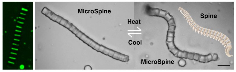 通過結合軟硬組織，團隊成功創建了微米級仿脊椎結構MicroSpine，其形狀會隨着温度改變，可用運送微小物件。（圖片提供：呂登萍）
 