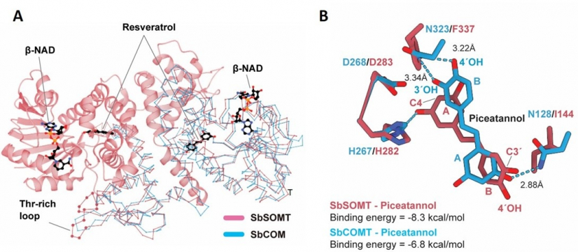 圖二：圖中展示高粱中二苯乙烯O-甲基化酶(SbSOMT)的結構分析與特寫視圖。
 