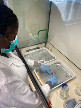 Image 3. Taneisha Barrett removing remnant tissue from a pangolin scale for DNA extraction (Credit: Tracey-Leigh Prigge)
 