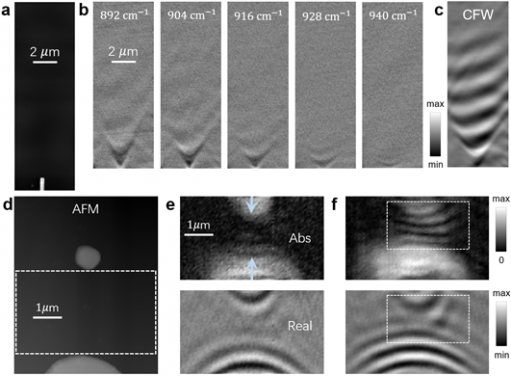 Figure 3. Hyperbolic phonon polariton and elliptical phonon polariton propagation on α-MoO3 film. (a) AFM of an antenna placed on the α-MoO3 film. (b) Real frequency measurements of hyperbolic polariton in different real frequencies. (c) Complex frequency measurement provides an ultra-long distance propagation behavior. (d) AFM of two different spaced gold antennas. (e) The amplitude and real part of the measurements at real frequency f=990cm-1. (f) The amplitude and real part of measurements at complex frequency f=(990-2i)cm-1. 
(Figures adapted from Nature Materials, 2024, doi.org/10.1038/s41563-023-01787-8)
 