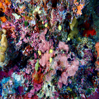Stunning coral formations captured in the waters of the Coral Triangle, Sabah, Malaysia. (Photo credit: David M. Baker)
 