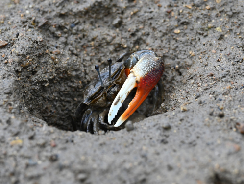一隻雄性屠氏管招潮蟹從其巢穴步出。圖片提供：Pedro J. Jimenez.