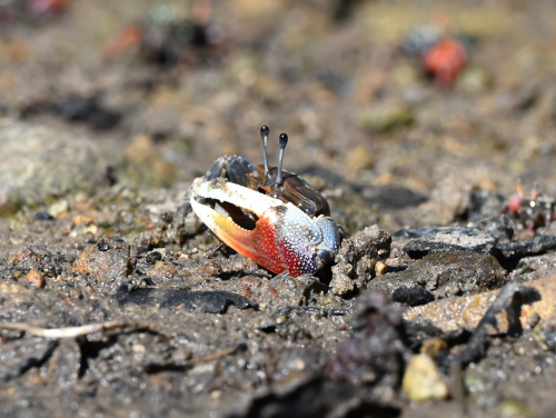 一隻雄性屠氏管招潮蟹在沙質平地上走過。圖片提供：Pedro J. Jimenez.