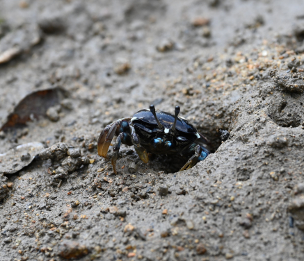 從前側觀察雌性屠氏管招潮蟹。
圖片提供：Pedro J. Jimenez.
 