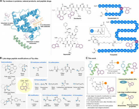 圖一.（a）含有色氨酸殘基的多肽藥物；(b)本研究項目開發針對天然肽色氨酸殘基後期選擇性S-多樣化修飾策略。圖片來自《科學前沿 (Science Advances)》（2024）相關論文。