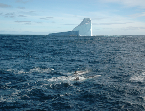 This photograph beautifully captures the majestic scenery of the Southern Ocean, a vital component of the global climate system and a hotspot for deep-sea biodiversity. Whales gracefully swimming through the frame serves as a powerful symbol of the rich and vibrant life that thrives in these waters.  Photo credit: Minoru Ikehara.
 