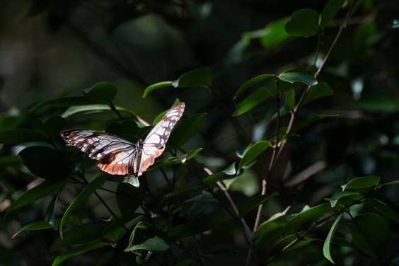 Figure 1: The Chestnut Tiger (Parantica sita) in Repulse Bay, prior to its capture. Photo courtesy: Yuet Fung LING.  
 