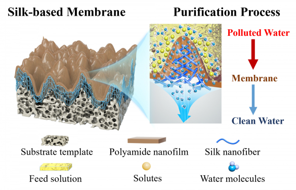 Figure 1. Structure of silk-based nanofiltration membrane and schematic diagrams of the corresponding filtration process (Credit: Mr. Bowen Gan)
 