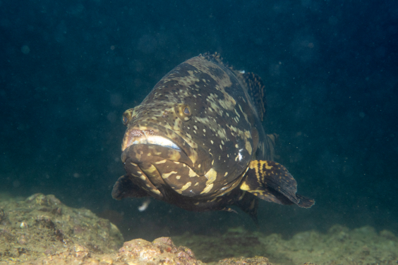 Released through the religious practice of mercy release, the Tiger Grouper-Giant Grouper hybrid (TGGG), also known as the Sabah grouper, now swims in Hong Kong waters, affecting the balance of marine ecosystems. Photo credit: Arthur Chung. 
 