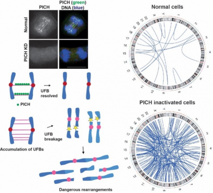 Image 1. PICH acts like a lookout, spotting and attaching to tiny DNA threads called ultrafine anaphase bridges (UFBs). When PICH is inactivated (knockdown, KD), more of these threads form and break, leading to dangerous DNA rearrangements that can be identified by whole genome sequencing. The blue lines in the circular diagrams indicate sites of genomic rearrangements, often involving interchromosomal fusions-a hallmark of tumourigenesis that drives cancer development. Image adapted from Kong et al, Nucleic Acids Research (2024)