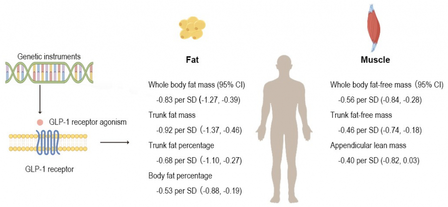 which glp 1 has least side effects Comparing Ozempic, Wegovy and Other GLP-1 Drugs