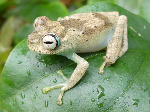 Figure 1. Amphibians and Chameleons like the two species on these pictures are among the many groups of organisms which receive limited to no conservation funding research support despite being among the most threatened groups on the planet. Photo Credit: Angelica Crottini
 