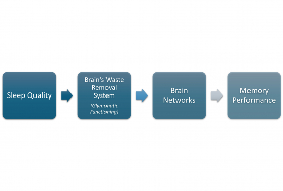 HKU study shows bad sleep harms old-age memory by disrupting the brain's 'waste removal system'.