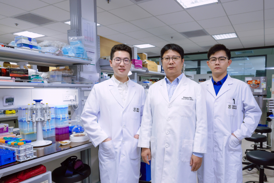 The research team led by Professor Chen Haiyong (middle) discovers a mechanism of C-reactive protein that exacerbates inflammation in diabetic kidney disease. The team members include Wang Yifan (left) and Guo Jianbo (right).
 