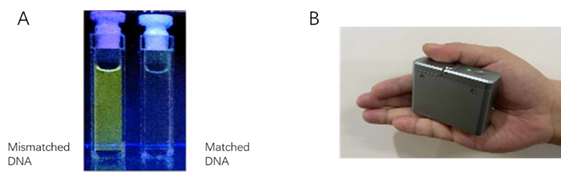 此項創新技術：（a）由支教授開發的能選擇性結合錯配 DNA 的發光金屬化合物；（b）由劉博士開發的能捕獲發光信號的便攜式光譜裝置