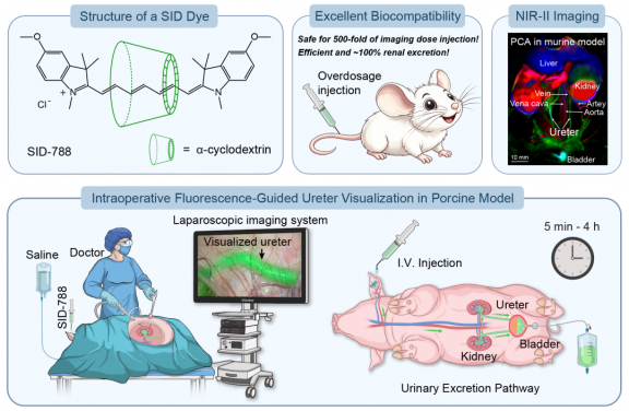 Top left: Structure of the super-inert near-infrared fluorescent rotaxane dye SID-788. Top middle: SID-788 is safe for overdosage injection (500-fold of imaging dose) and exhibits efficient and ~100% renal excretion. Top right: NIR-II imaging in murine model. Principal component analysis (PCA) of NIR-II video (5–40 s post-injection) reveal reveals haemodynamics in various vessels and organs. BottumBottom: Schematic diagram of surgical imaging workflow in porcine model. Image modified from Lu et al., Nat. Photon. (2026).