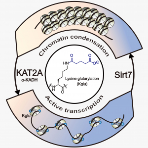 H4K91glu regulates chromatin structure and dynamics